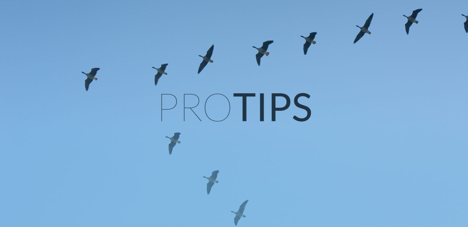 Tips for Power Users of WP Migrate DB Pro